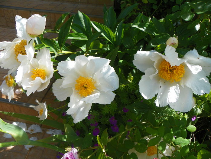 Krinkled White