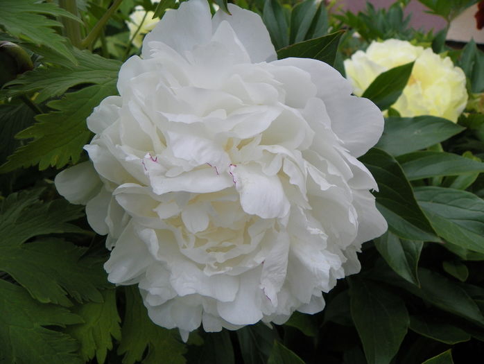 Boule de Neige