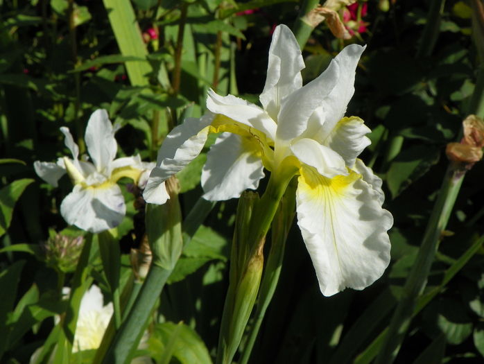 sibirica Butter and Sugar