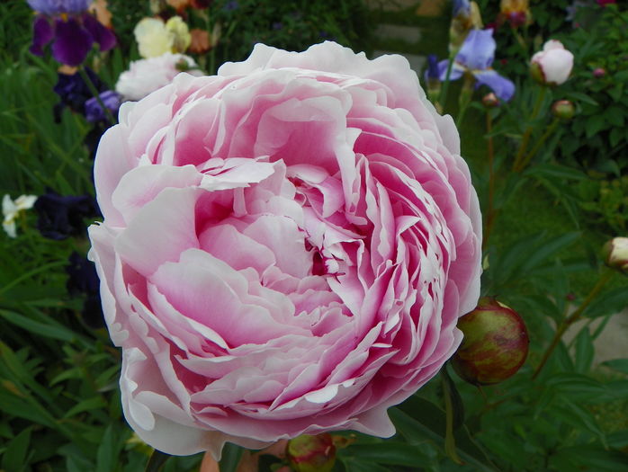 Sarah Bernhardt