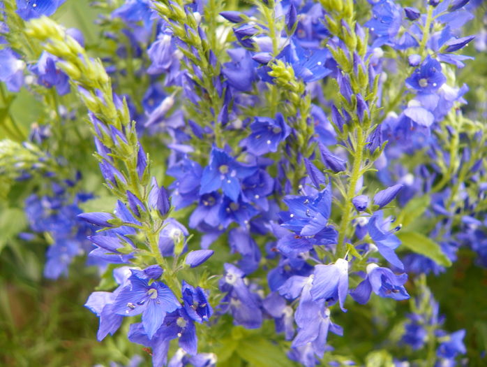 veronica prostrata