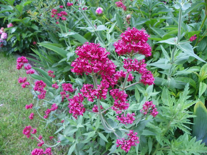 centranthus ruber - Vara 2016