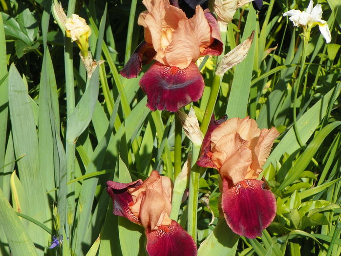 Cimarron Strip