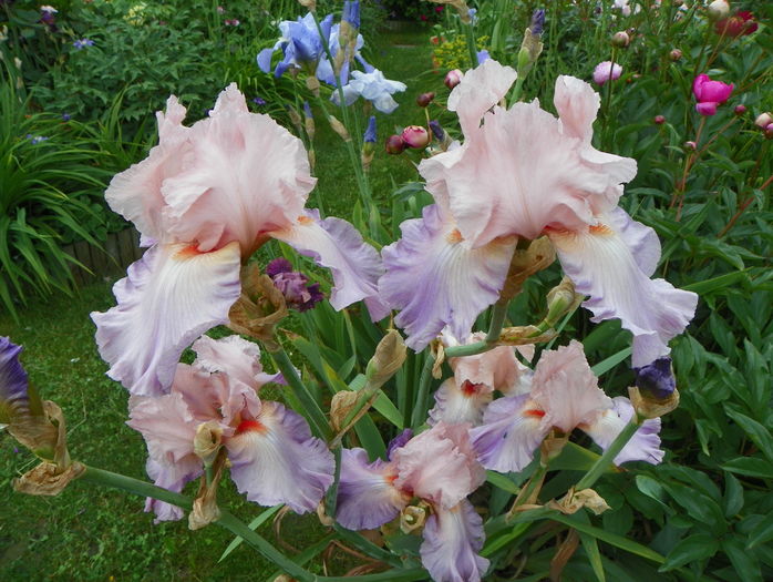 Heather Blush