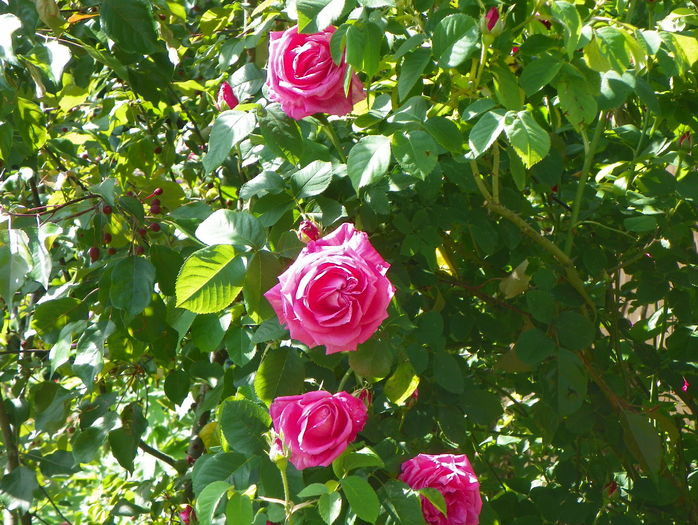 Futtacker Schlingrose - Trandafiri 2016 - 1