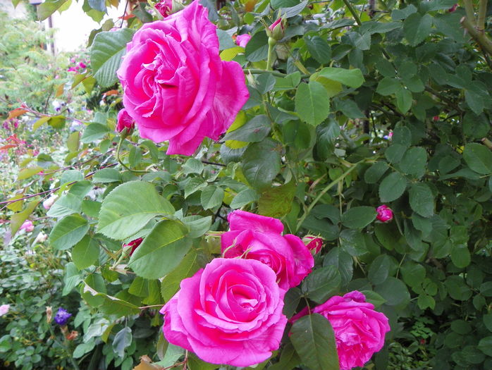 Futtacker Schlingrose - Trandafiri 2016 - 1