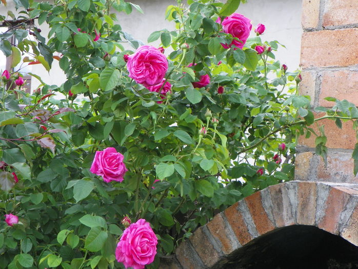 Futtacker Schlingrose - Trandafiri 2016 - 1