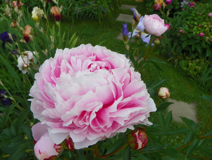 Sarah Bernhardt