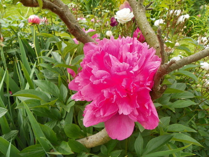 Edulis Superba
