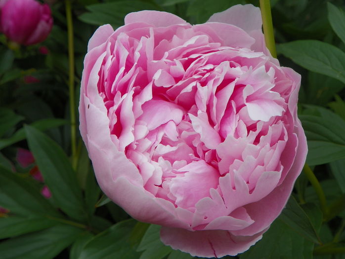 Sarah Bernhardt