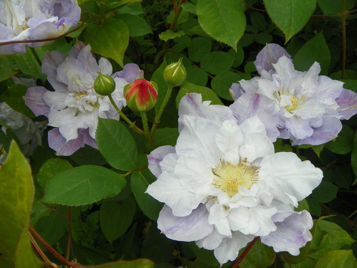 Veronica's Choice - Clematite 2016