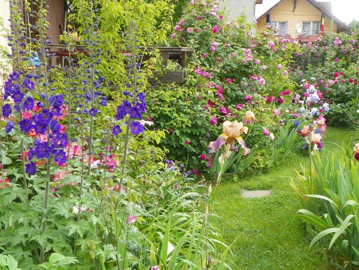 3 iun (49) - Gradina 2016