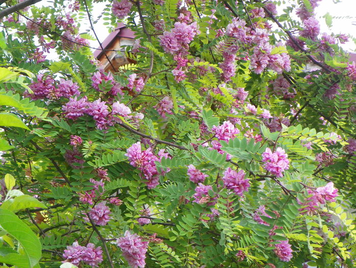 salcam roz - Copacei si arbusti 2016