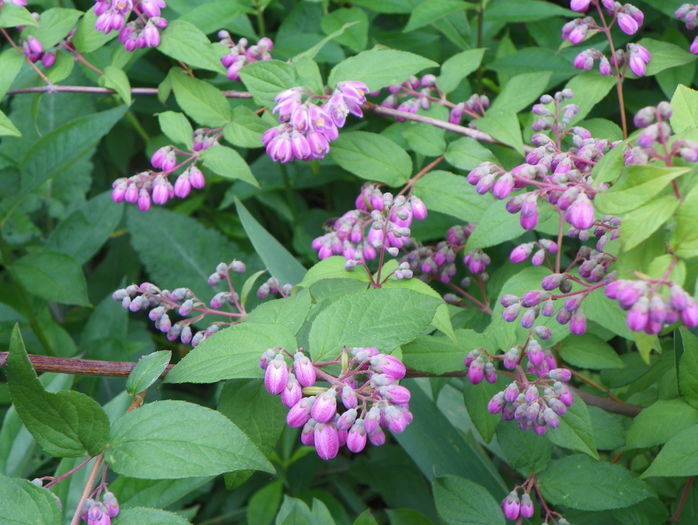 deutzia Strawberry Fields - Copacei si arbusti 2016