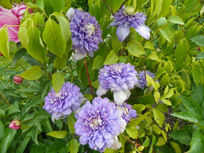Blue Light - Clematite 2016