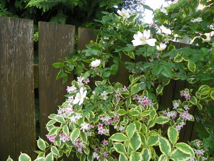 weigela florida variegata - Copacei si arbusti 2016