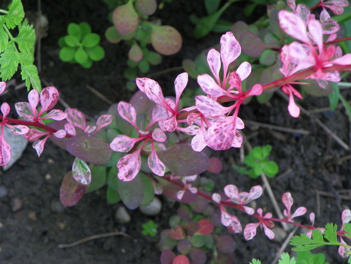 berberis Harlequin - Copacei si arbusti 2016