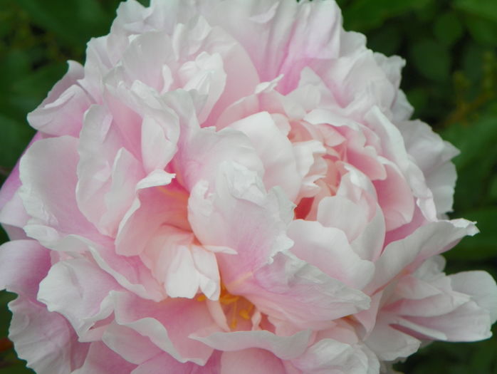 Lady Alexandra Duff