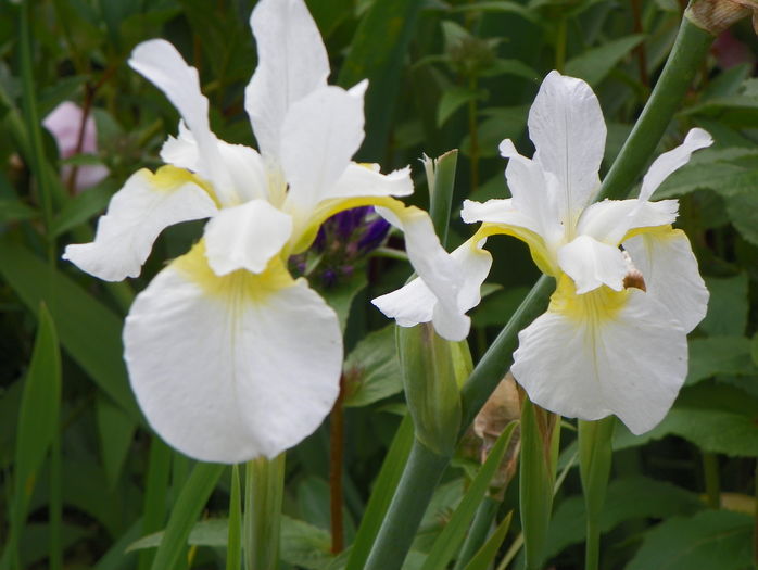 sibirica Butter and Sugar