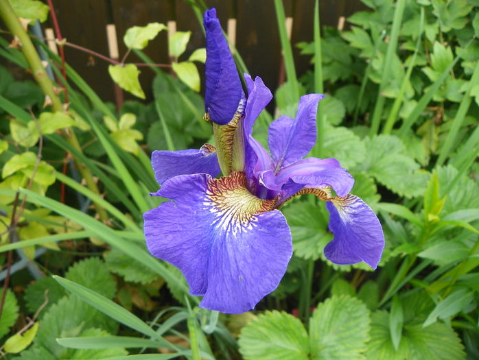 sibirica Caesar's Brother