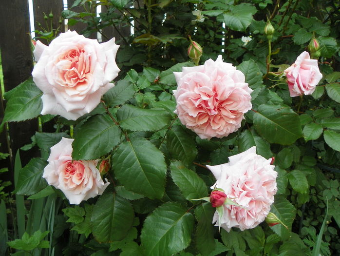Rose de Tolbiac - Trandafiri 2016 - 1
