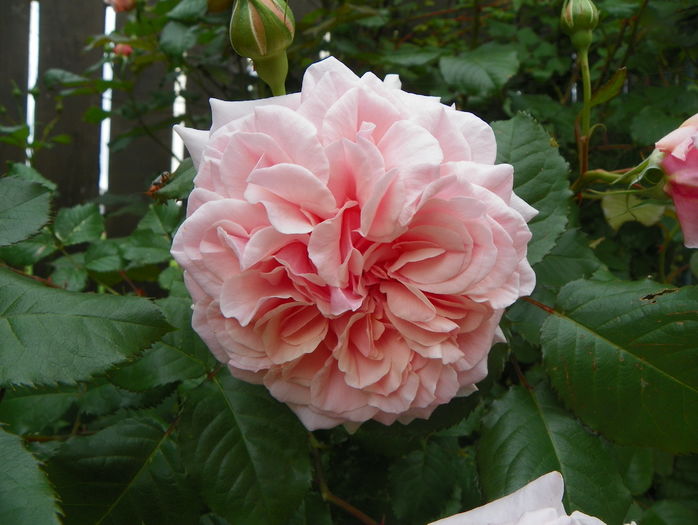 Rose de Tolbiac - Trandafiri 2016 - 1