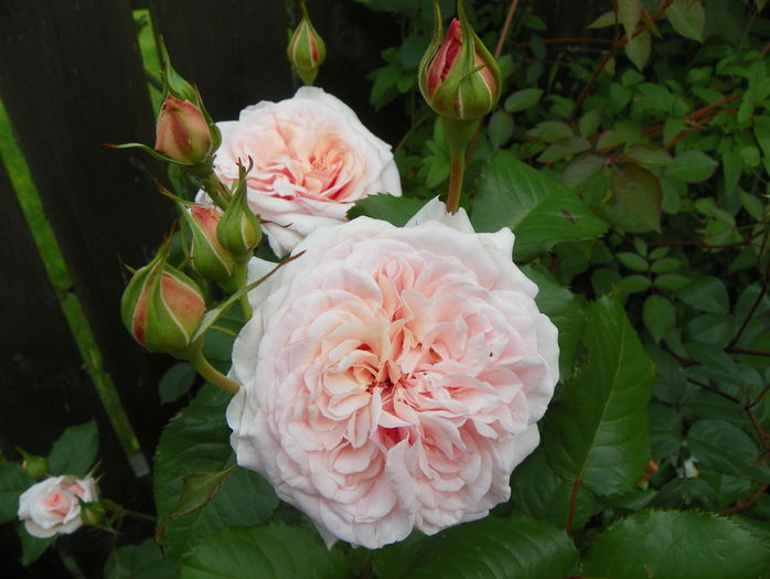 Rose de Tolbiac - Trandafiri 2016 - 1