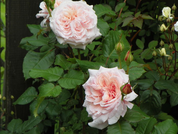 Rose de Tolbiac