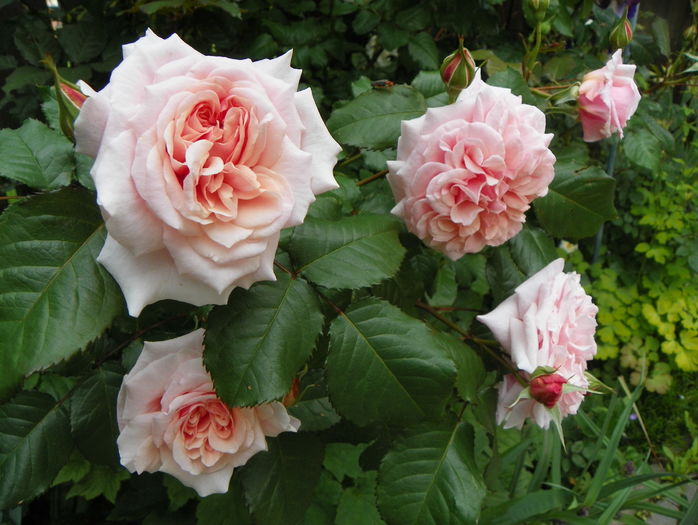 Rose de Tolbiac - Trandafiri 2016 - 1