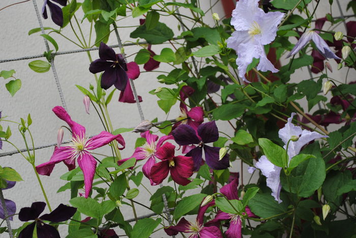 clematis(mme julia correvon+ Negritjanka +Blue Angel)