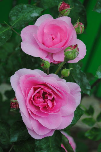 Gertrude Jekyll