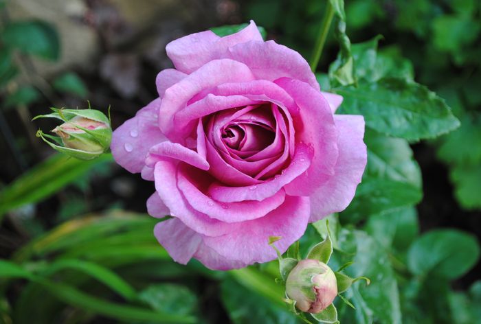 village-de-saint-yrieix rose