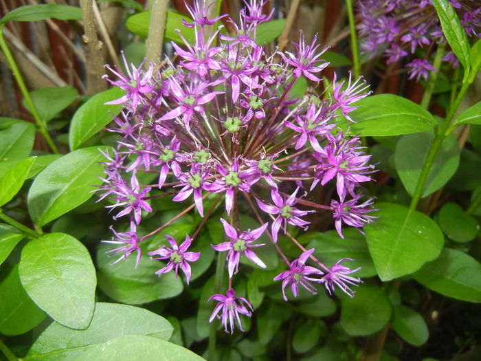 Allium Purple Sensation (2016, May 06)