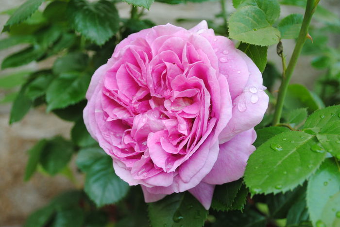 Parfum Flower Circus,prima floare :))