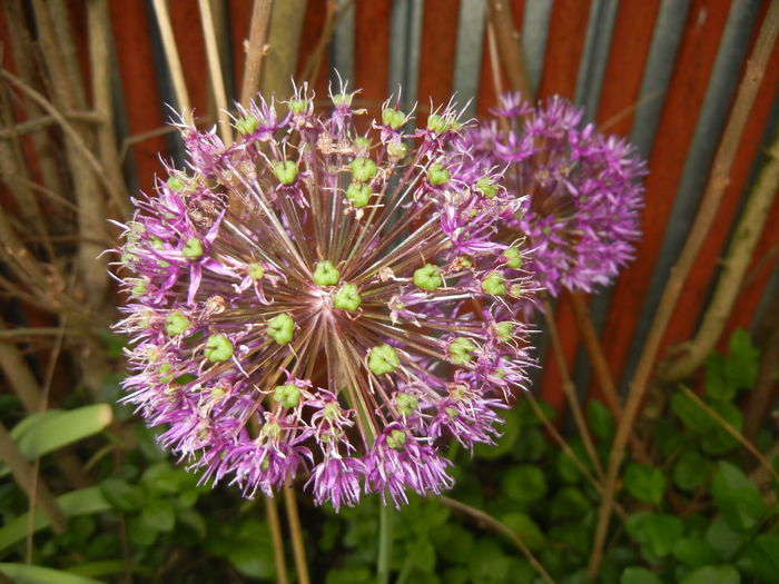 Allium Purple Sensation (2016, May 10) - Allium aflatunense Purple