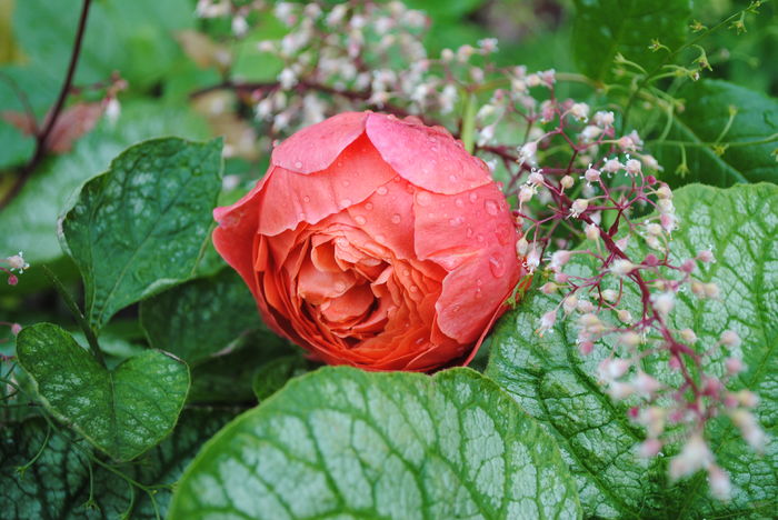 + Brunnera mr morse+