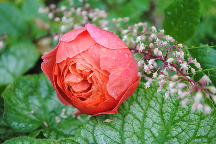 + flori de heuchera marmelade