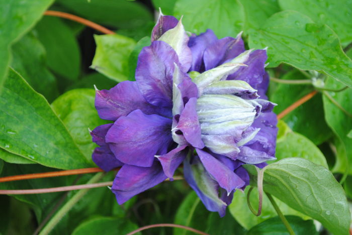 clematis Kiri te Kanawa
