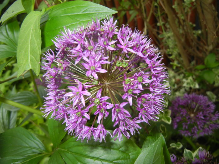 Allium Purple Sensation (2016, May 10) - Allium aflatunense Purple