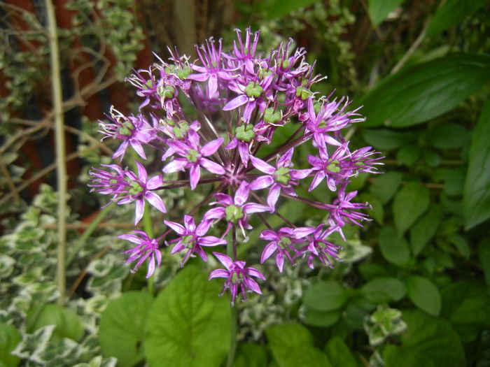 Allium Purple Sensation (2016, May 10)