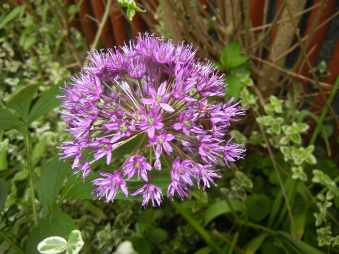 Allium Purple Sensation (2016, May 10)