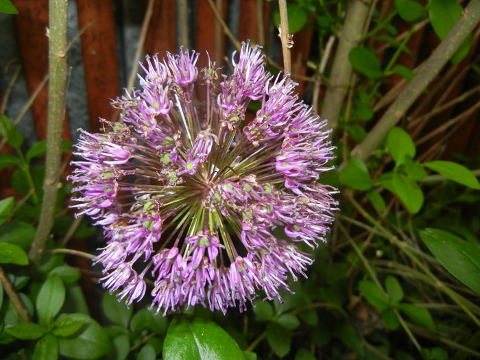 Allium Purple Sensation (2016, May 10) - Allium aflatunense Purple