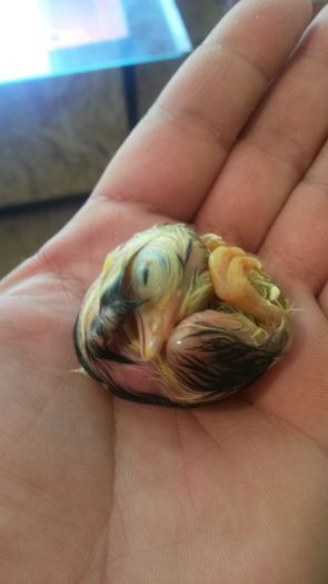 20160603; Pui complet dezvoltat dar care nu a mai reusit sa eclozeze.
