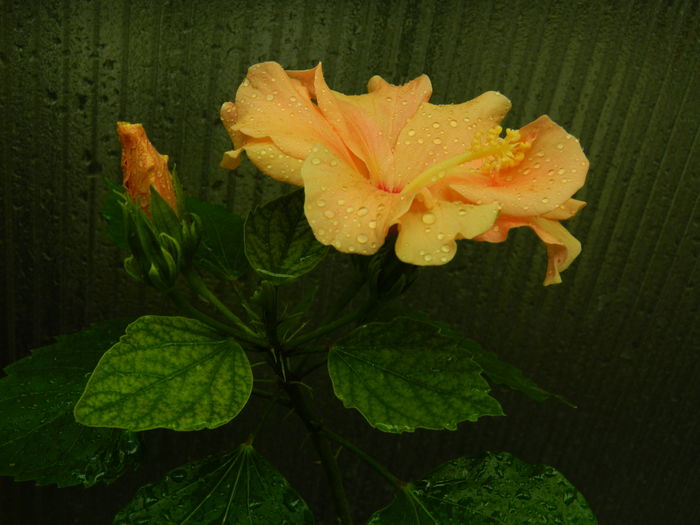 DSCN0217