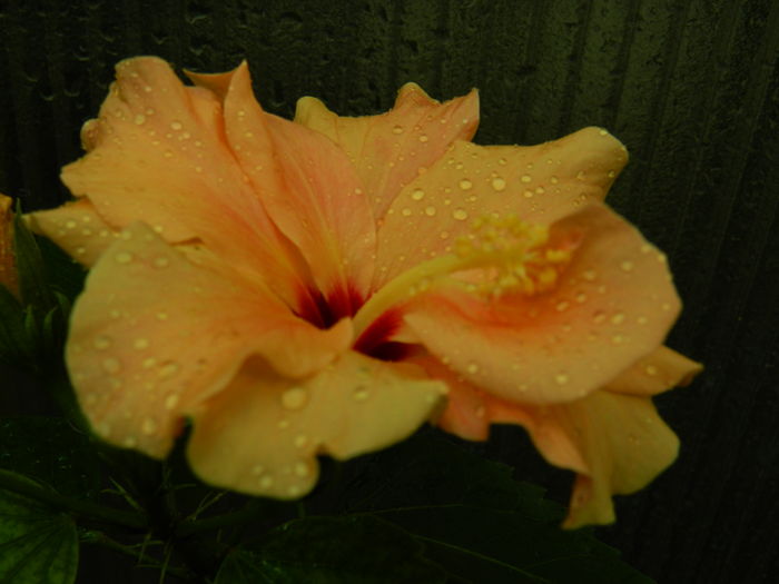 DSCN0218