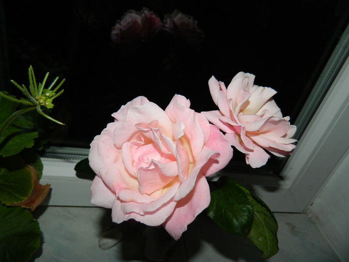 DSCN0226
