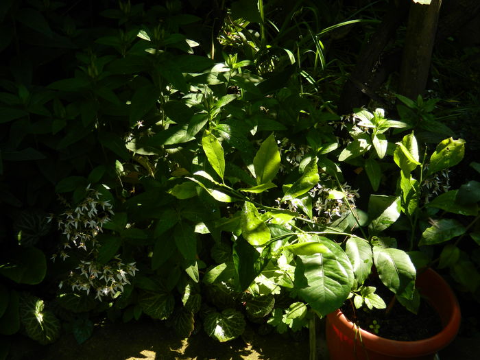 DSCN0241
