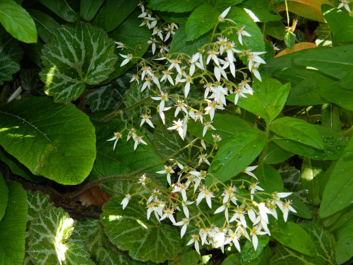 DSCN0242