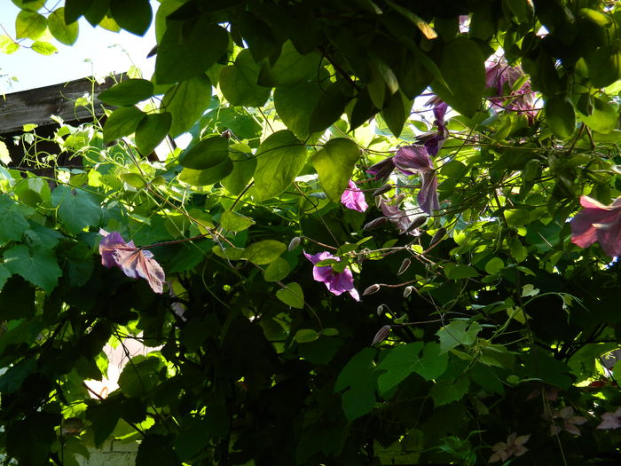 DSCN0252