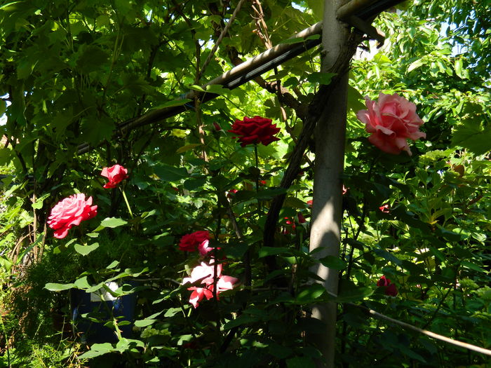 DSCN0253